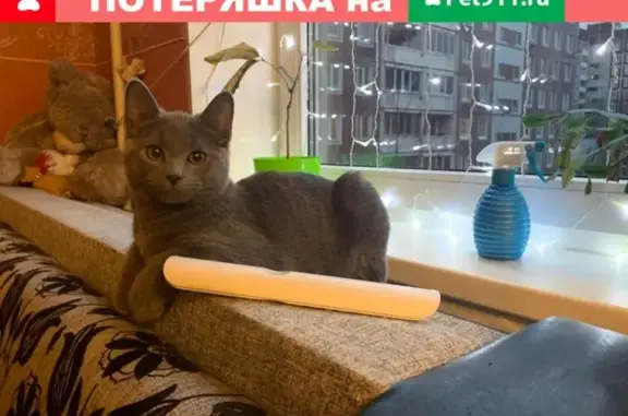 Кошки потеряшки, Санкт-Петербург, фото: Потеряшка кошка в Ленинградской области на Кезевской дороге