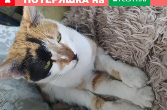Найдена кошка в СНТ Полет, Хабаровск