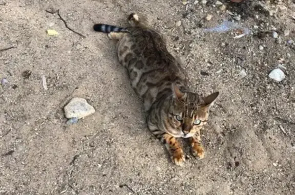 Кошки потеряшки, Ленинградская, фото: Потеряшка кошка в Коккорево, Ленинградская обл.