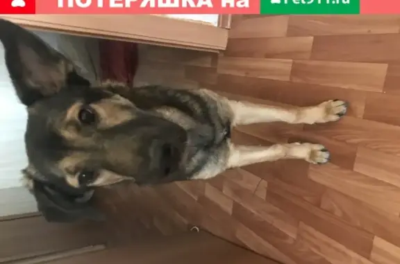 Найден щенок на ул. Оптиков, СПб, 1 мая