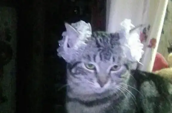Кошки потеряшки, , фото: Потеряшка кошка Баська в районе весовой, Горловка, Донецкая область