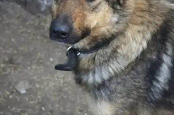 Собаки потеряшки, Ульяновск, фото: Потеряшка собака Боня в Ульяновске, ищем!