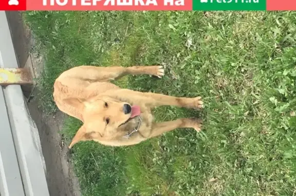 Найдена контактная собака на Ярославском шоссе, 38Асоор1