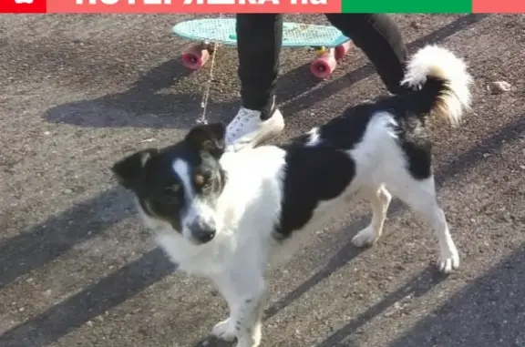 Пропала собака Кабель в деревне Печки, Псковская область