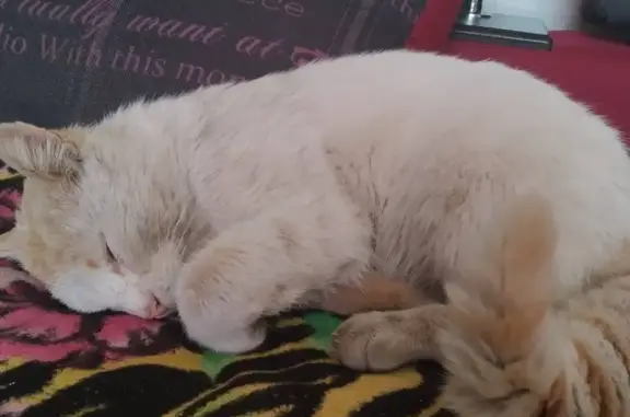 Объявления о пропавших и найденных животных, , фото: Пропала кошка в Донецке: вул. Гірнича, 4