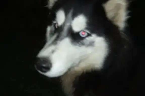 Собака найдена в Казани: Черно-белый окрас