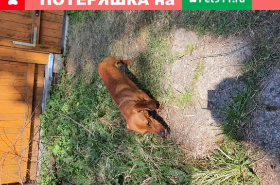 Собака Такса найдена в Малаховке на ул. Некрасова.