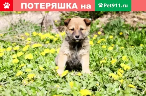 Найдена собака Кутята в Оренбурге