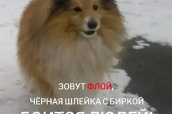 Пропала собака Флой на ул. Мира, 39, Екатеринбург