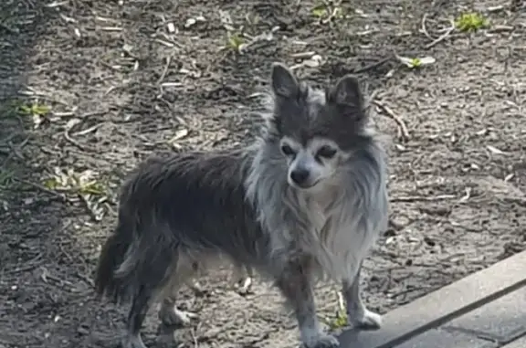 Пропала собака в Москве, Булатниковский проезд, возраст 12 лет, порода мини чихуахуа