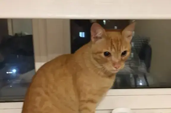 Рыжий котик найден в Пионерском районе Екатеринбурга