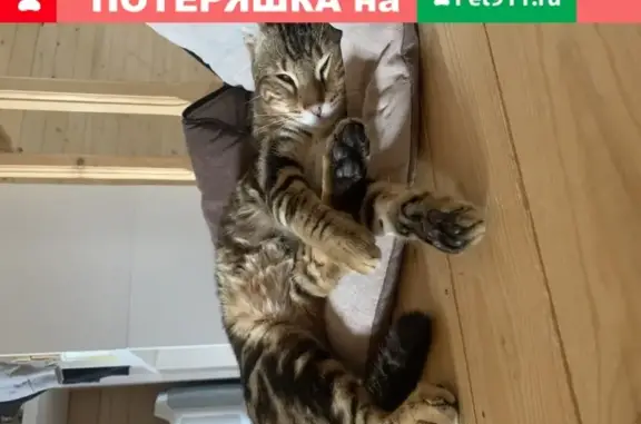 Кошки потеряшки, Москва, фото: Потеряшка кот бенгальской породы в Московской области (адрес: СНТ Спутник, 143)
