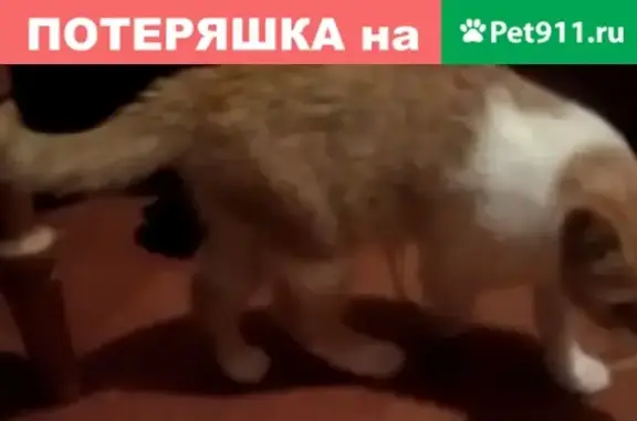 Пропала кошка рыжего окраса с белым и коричневым ошейником в Симферополе