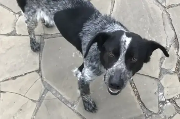Собака Мальчик найдена в Пятигорске.