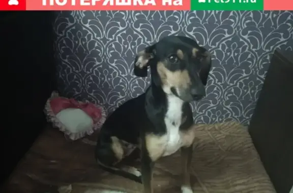 Найдена домашняя собака в Новосибирске