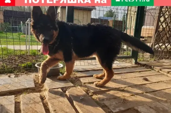 Собака Овчарка найдена в Жуковском районе, Калужская область