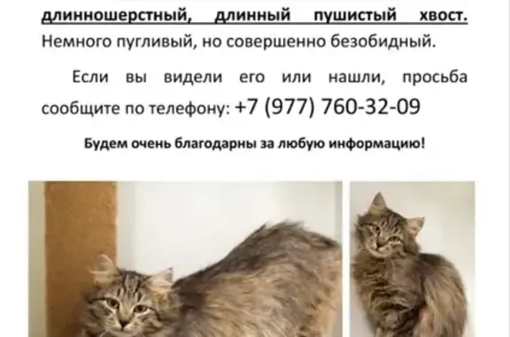 Пропала кошка Котик в Пушкинском городском округе