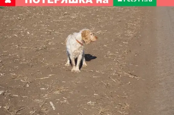 Пропала собака Зефир в п. Широчанка