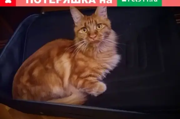 Кошки потеряшки, Можайск, фото: Потеряшка рыжая кормящая кошка в Можайске