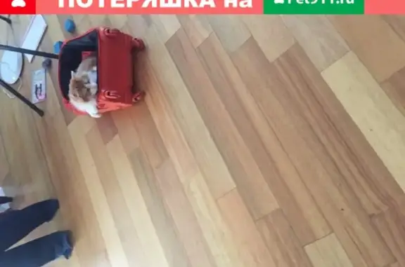 Пропала кошка в Москве: рыжий с белым, возраст около года
