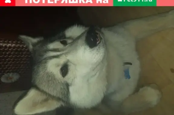 Пропала собака хаски в Щелково, помогите найти!