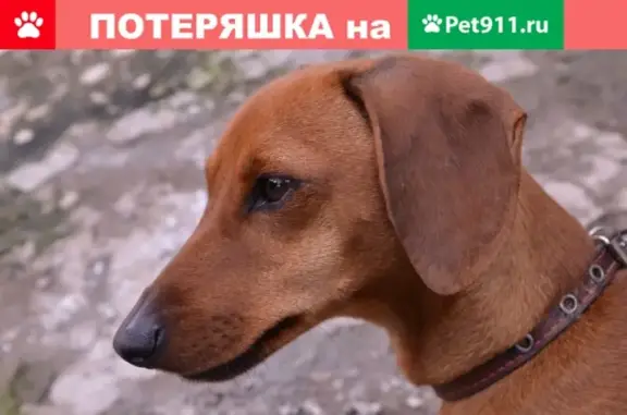 Пропала собака Такса в Ессентуках на М. Горького