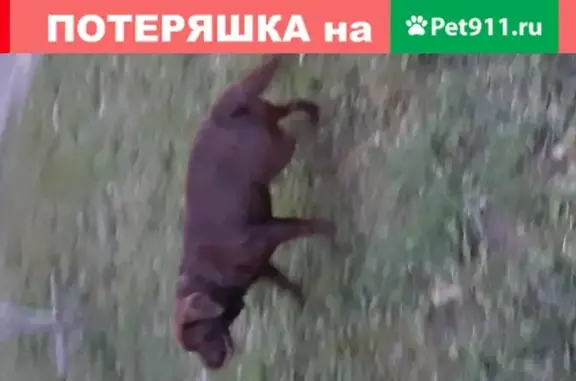 Потерян породистый пес на Ивановской улице, 20 в Костроме.