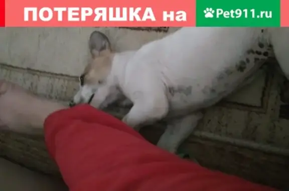 Найдена собака расследовательного терьера в Волгограде