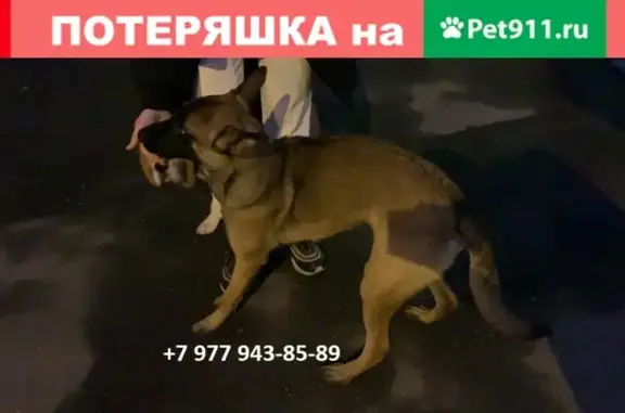 Найдена собака в М. Сокол, ул. Часовая, д.19А