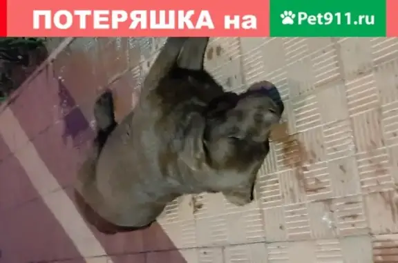 Собака Лабрадор найдена в Костроме на Ивановской улице 20