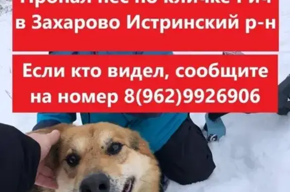 Собаки потеряшки, Захарово, фото: Потеряшка собака Рич в д. Захарово, Московская обл.