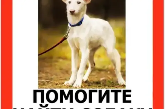 Пропала трусливая собака в Одинцово, вознаграждение!