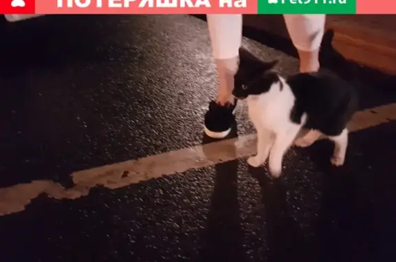Найдена кошка у церкви Ильи Пророка в Ярославле