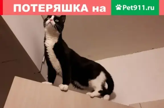Кошки потеряшки, Санкт-Петербург, фото: Потеряшка кошка на улице Турку 32к4, СПб