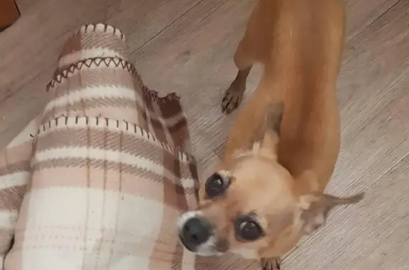 Собаки потеряшки, Омск, фото: Потеряшка собака в Омске, ул. 6-я Станционная, 03.05.20