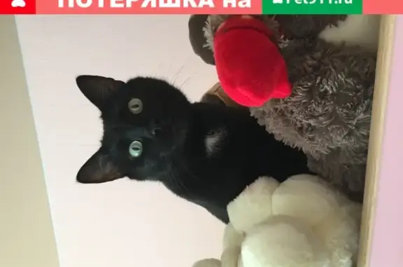 Пропал кот Чирик на улице Федотова