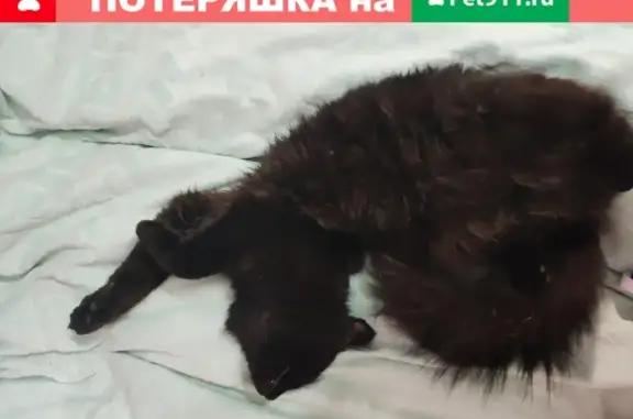 Пропала кошка Кузьма на улице Первомайской
