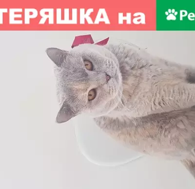 Пропала Британская кошка в Красногорске