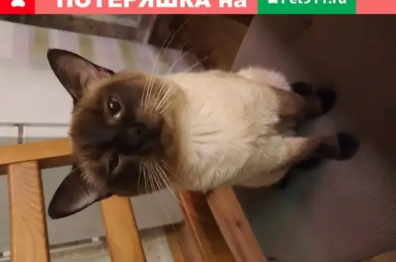 Пропала тайская кошка в Новочеркасске