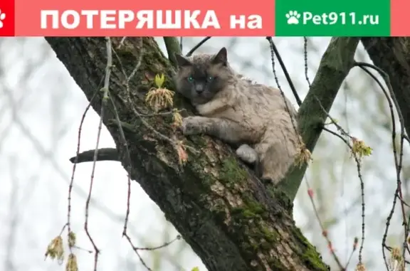 Пропала кошка в Иваново на дереве