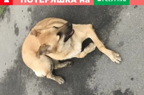 Найден спокойный пёс с оранжевым ошейником в Москве