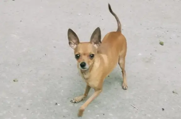 Найдена собака на проспекте в Липецке