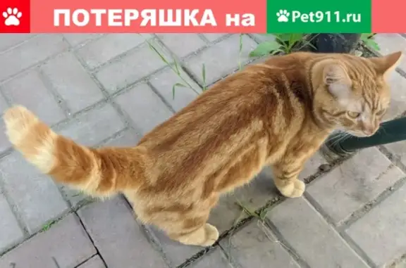 Пропал кот Рыжик, ул. Новая, Большой Лог, Ростовская область