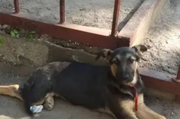 Собака найдена в Энгельсе на улице М. Горького