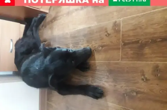 Собака найдена на улице Горького, Пушкино
