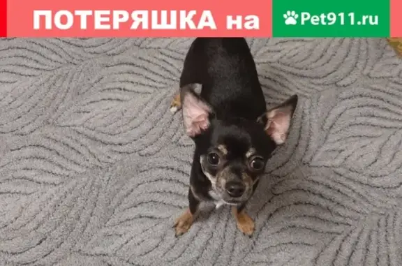 Пропала собака на Олеко Дундича, 21
