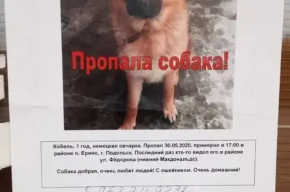 Пропала собака возле Покровской церкви в Москве