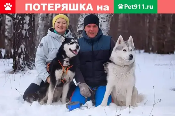 Пропали две пожилые хаски в Ренево, Тульская обл.