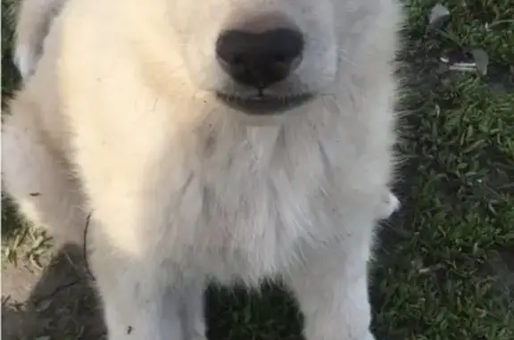 Потерянные животные Пенза, фото: Пропал белый щенок в Пензе, район ГПЗ-24