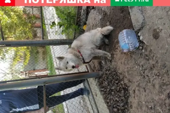 Найдена сука лайка в Самаре, Кировском районе